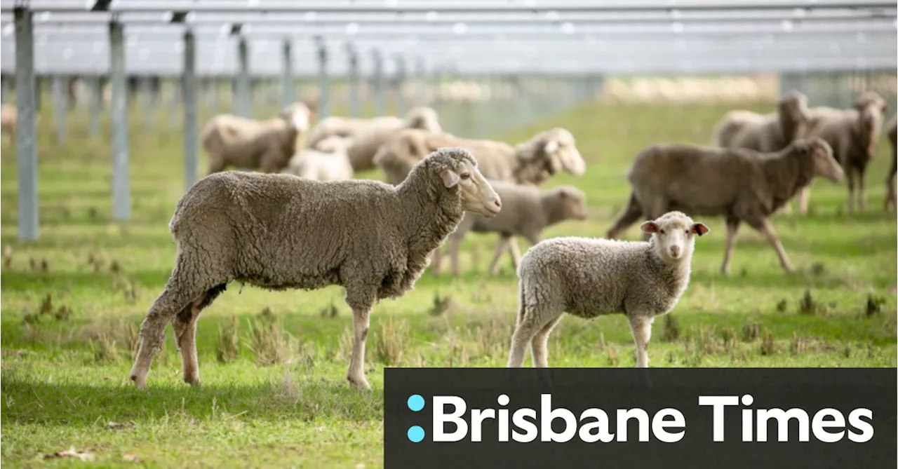 ‘It’s beneficial for the sheep’: The surprising ‘win-win’ for solar panels on farms