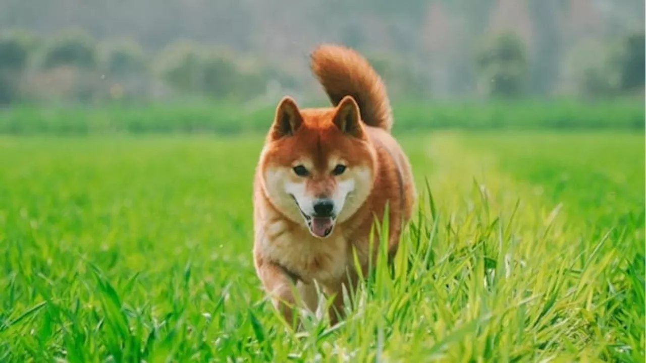 Alberta SPCA investigating abandoned dogs north of Airdrie