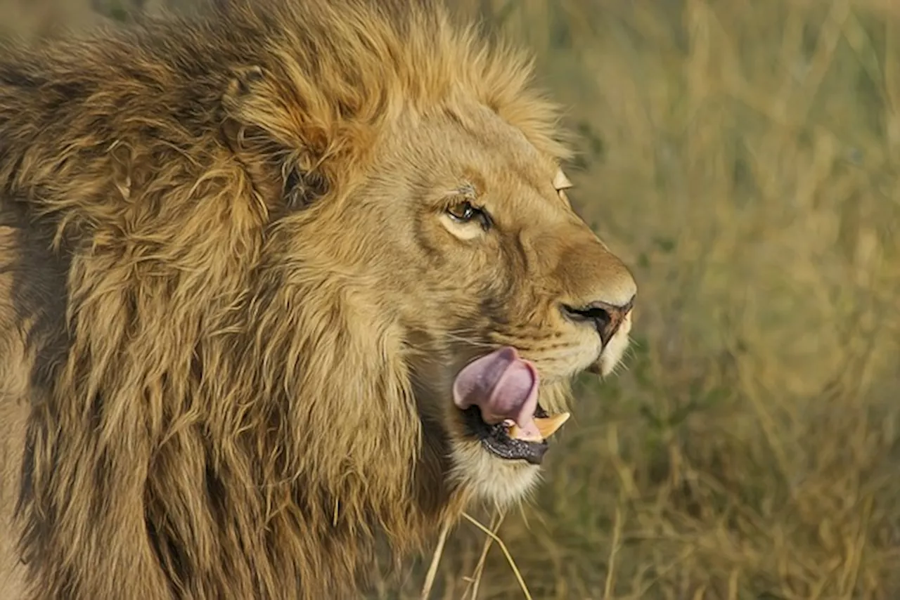 Astrologie : les effets de la rétrograde de Mars sur le Lion