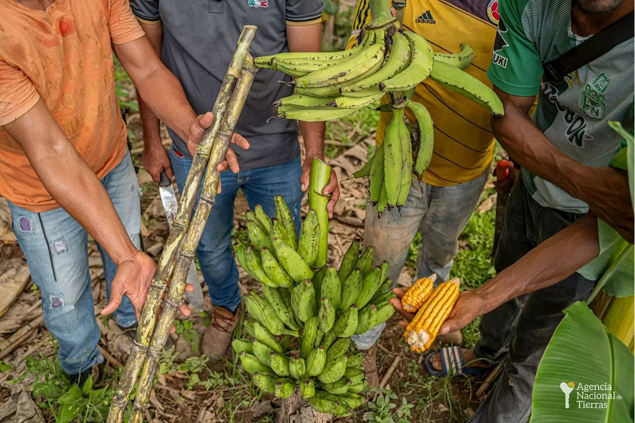 Más de 1000 hectáreas tituladas por el Gobierno están produciendo alimentos