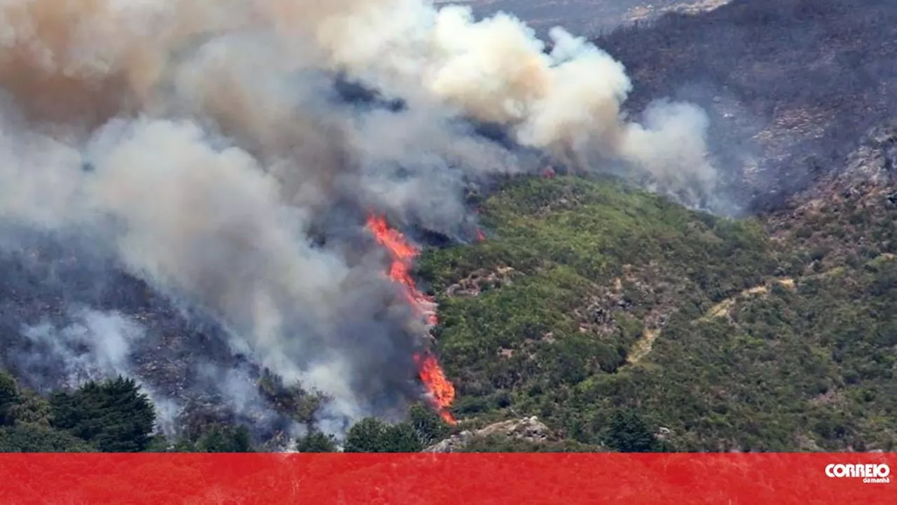 Incêndio leva câmara do Funchal a retirar animais do canil municipal