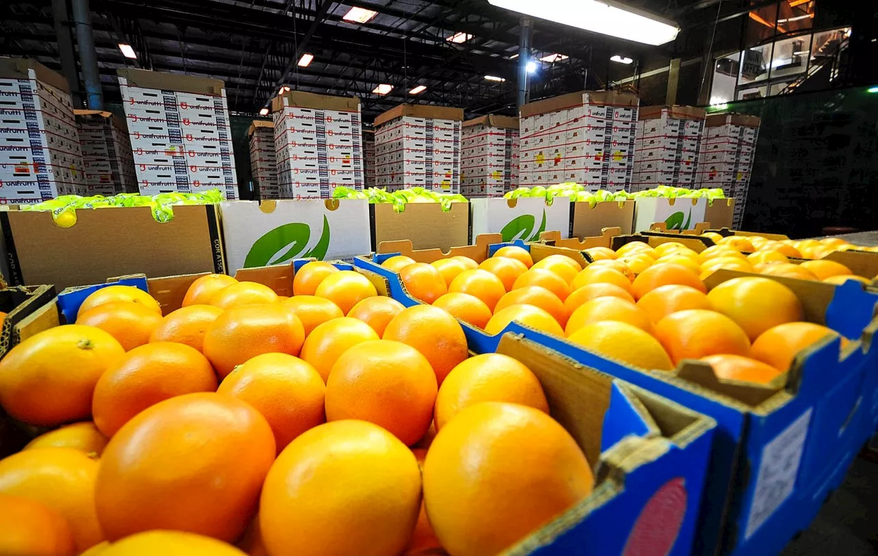 SA’s 2024 citrus export estimates slashed to below 2023 record — local orange prices surge