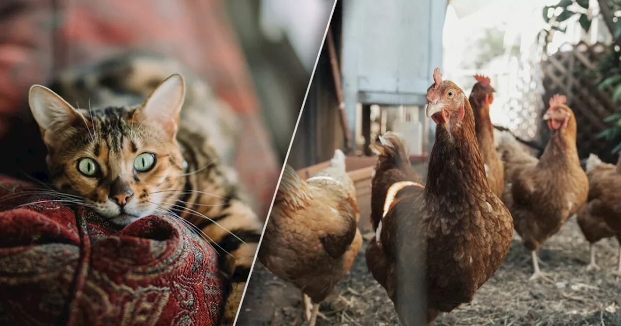 6 domestic cats have tested positive for bird flu in Colorado so far this year