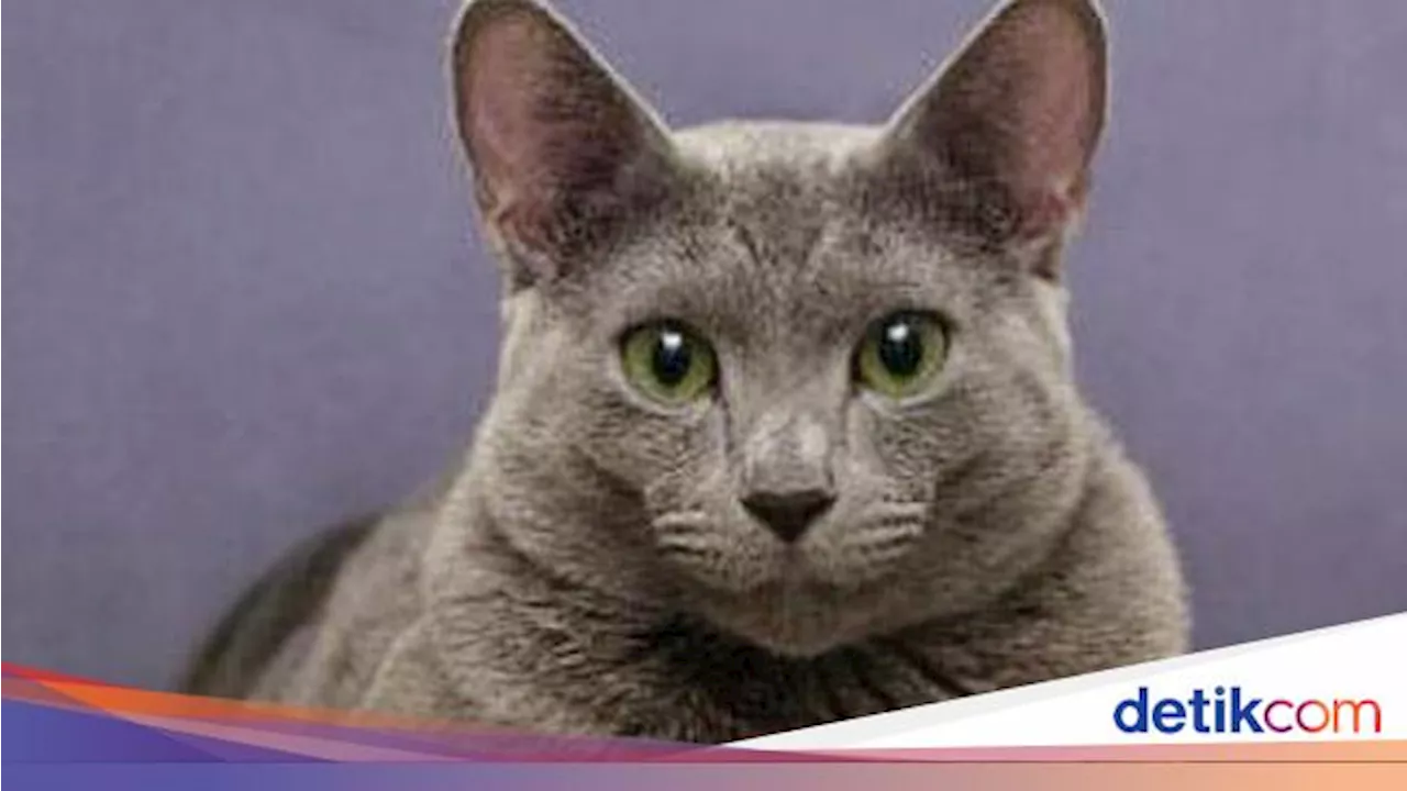 Nama Kucing Nabi Muhammad SAW, Memiliki Arti Tersayang