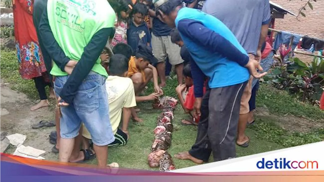 Tragis Nenek 74 Tahun di Palopo Tewas Ditelan Ular Piton 4,5 Meter