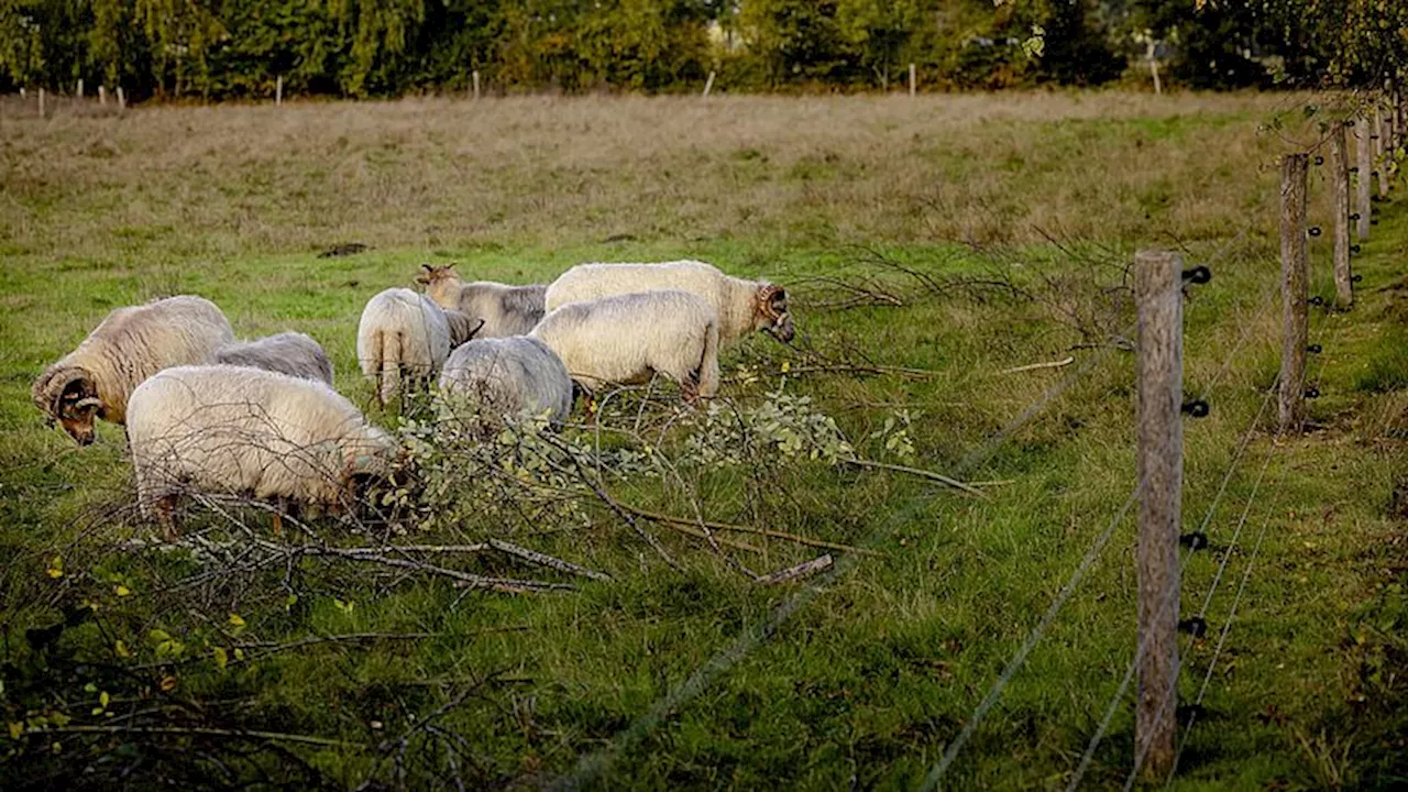 LTO Nederland wil dat staatssecretaris regie pakt rond de wolf: 'Probleem overstijgt provincies'