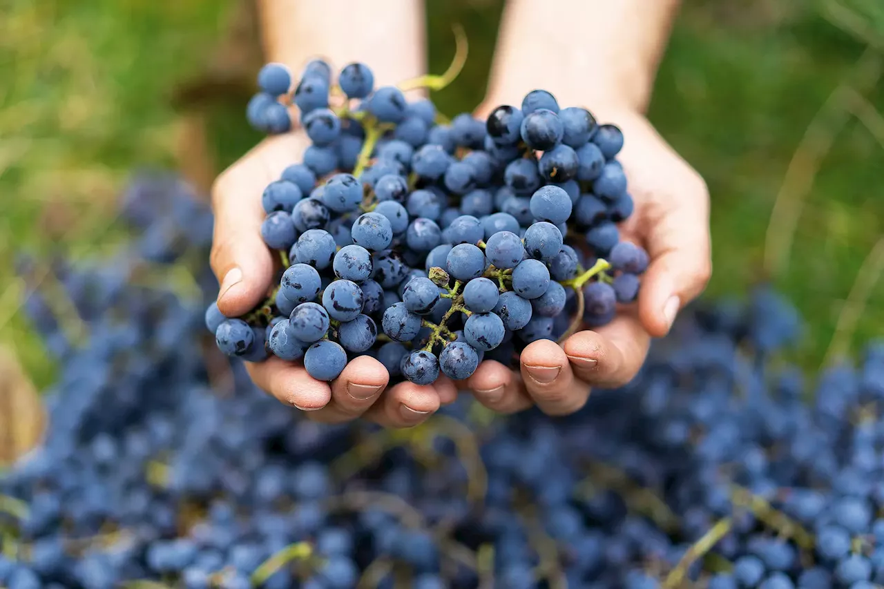 Vinhos. Só coisas para nos ralarmos