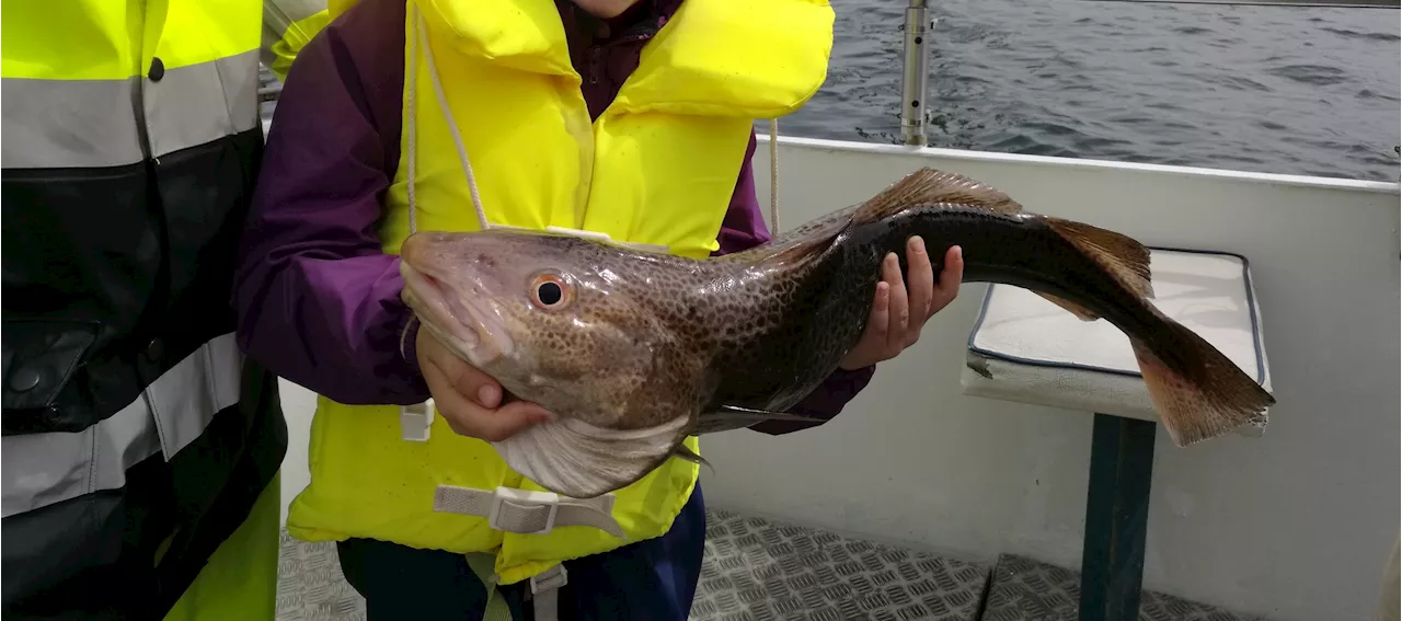 Dåligt med torsk i Öresund. Oklart exakt varför.