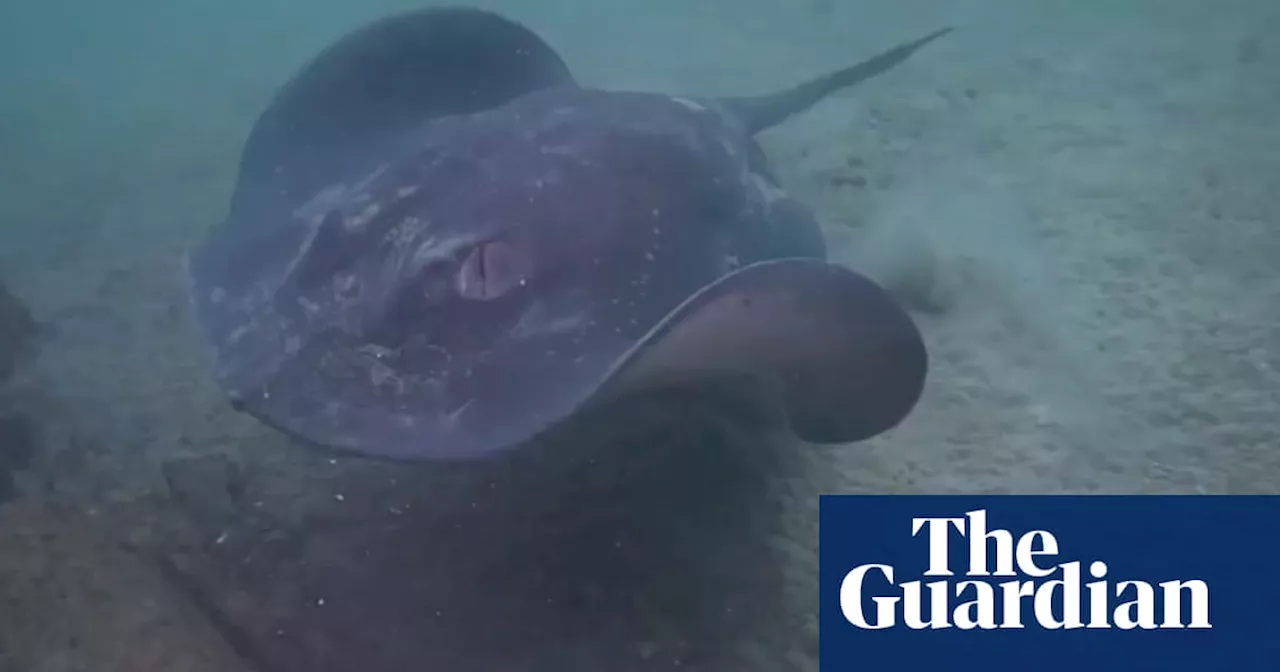 ‘Butchered so barbarically’: heartbreak turns to anger about killing of rays at popular Sydney diving spot