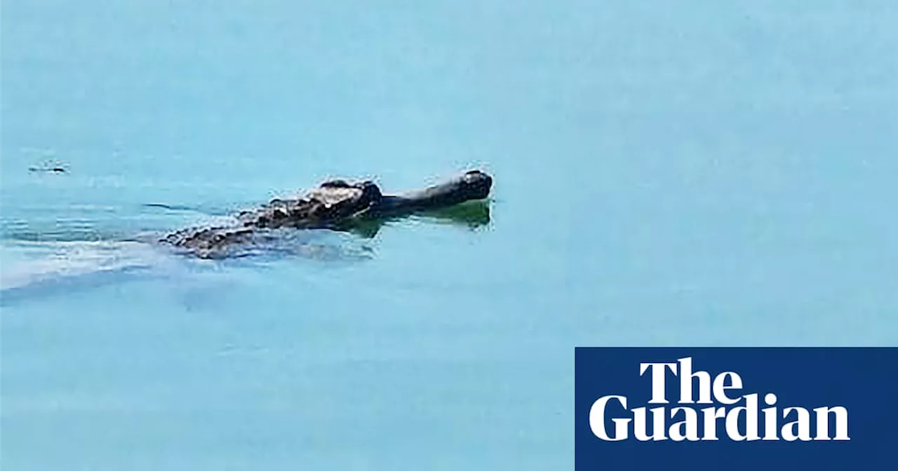 Croc shock as Houdini the elusive crocodile pops up again in outback Queensland town