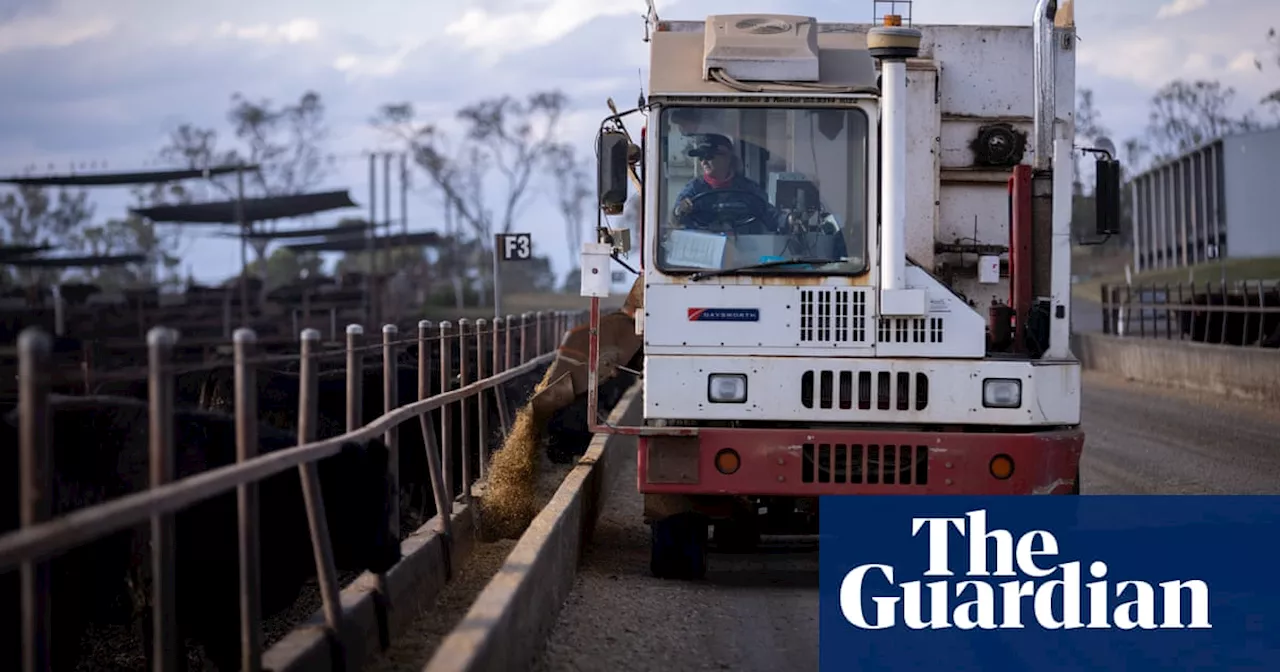 Feeding seaweed supplement to cattle halved methane emissions in Australian feedlot, study finds