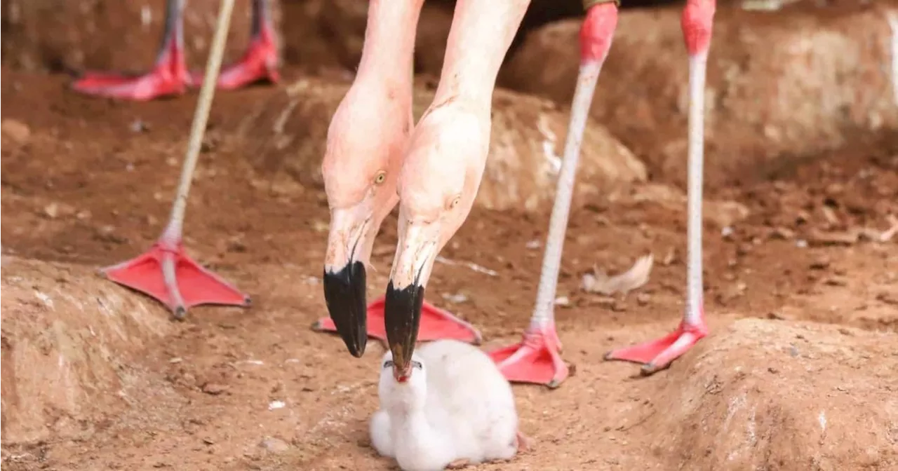 2 Flamingo Dads Successfully Hatch Adopted Chick Together