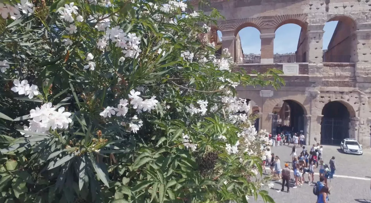 Colosseo superstar, l'Anfiteatro Flavio il più visitato a Ferragosto