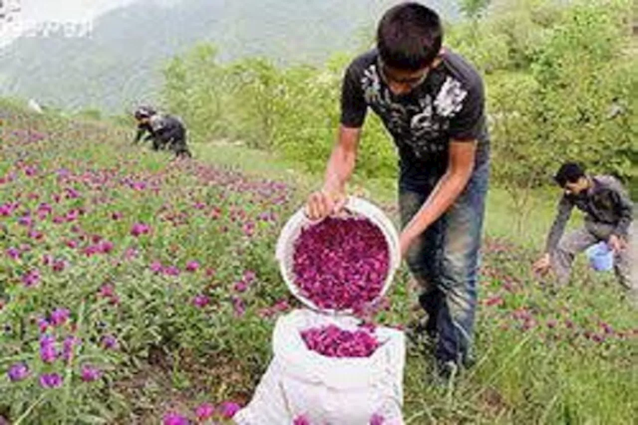 کیمیاگری مهارت با گیاهان دارویی برای اشتغال جوانان سیستان و بلوچستان