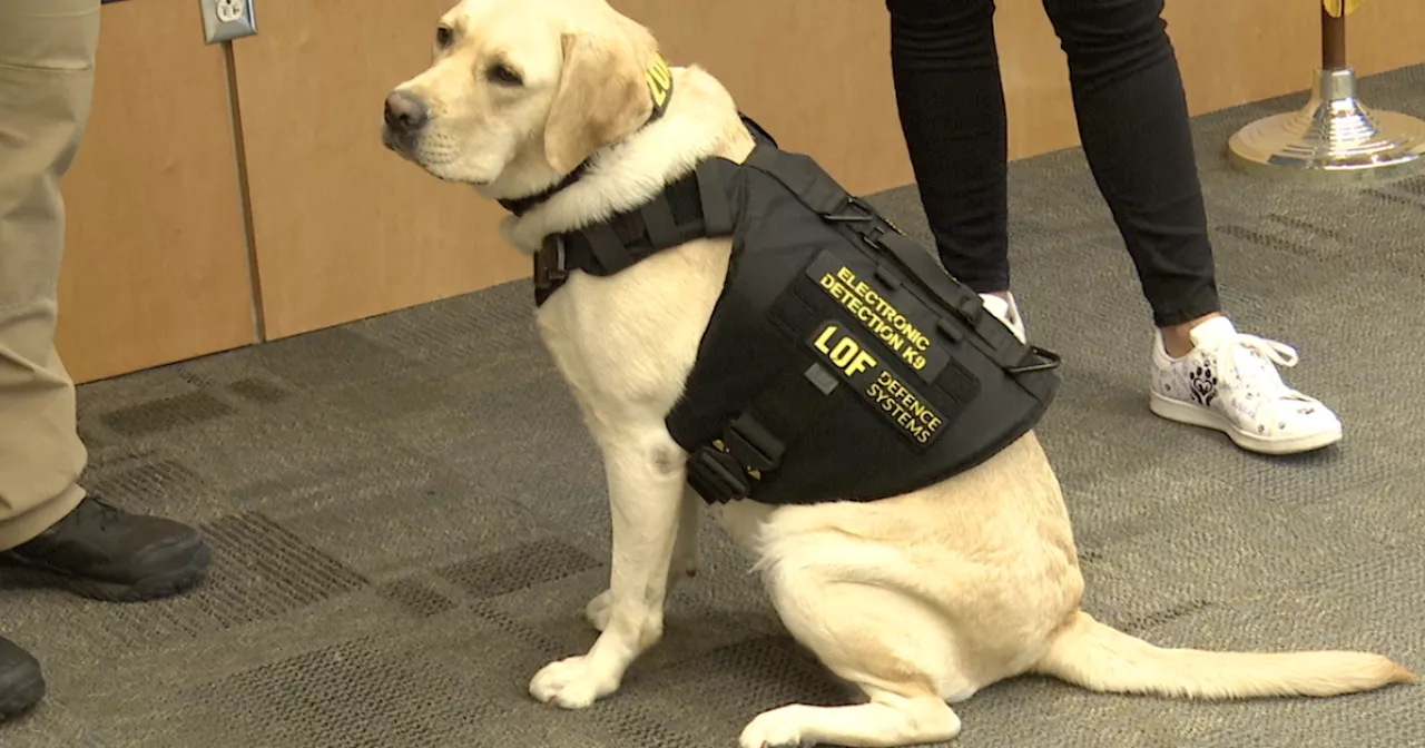 Police K9, 'Zona,' gets a donated vest