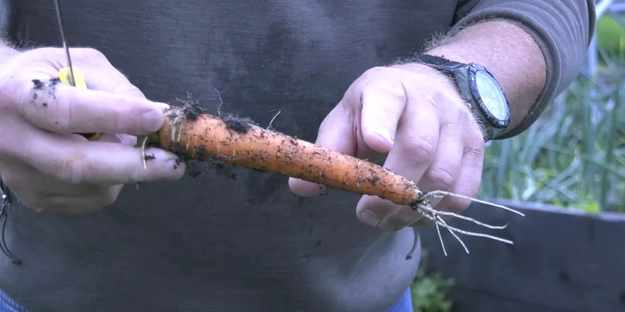 Gardening Tips: Storing vegetables for longer-lasting freshness