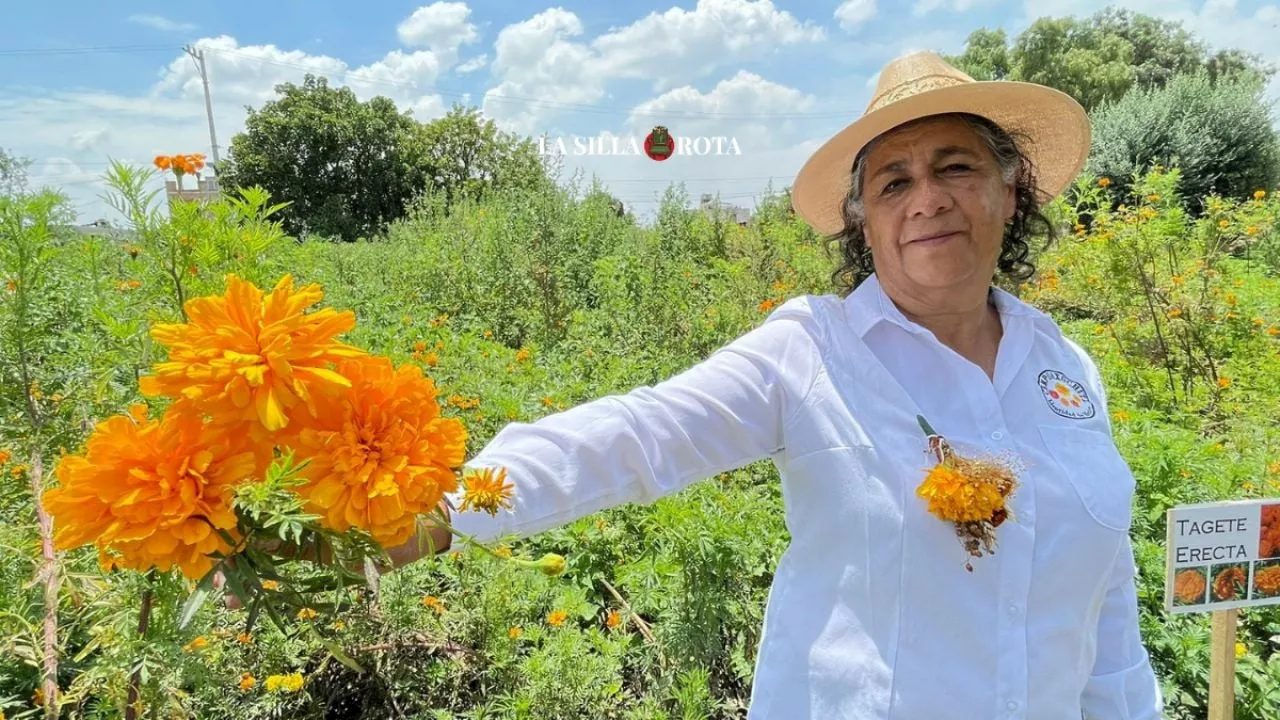 México es la tierra del cempasúchil, pero otros países patentan su semilla