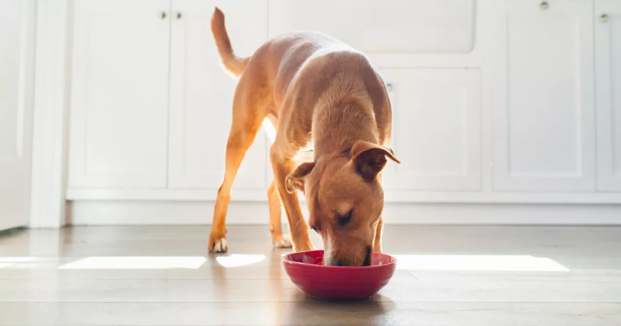 Troubles digestifs chez les chiens : symptômes, causes et traitements