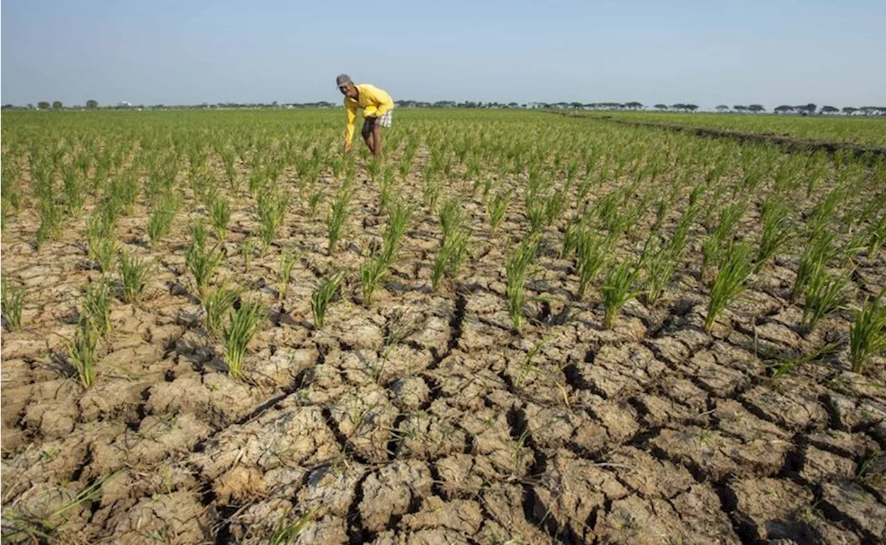 Kementan Tangani 200 Hektare Sawah yang Kekeringan di Pasuruan