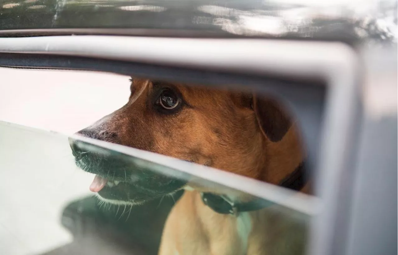 Gleich zwei Hunde in Bad Kötzting aus überhitzten Autos gerettet