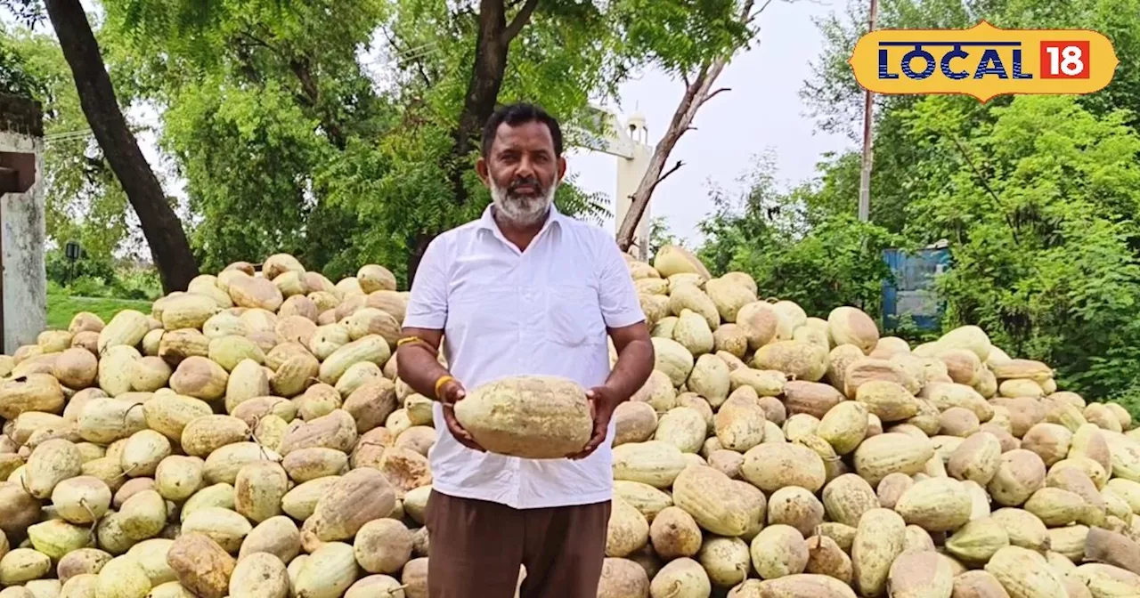 लखपति बना सकती हैं यह फसल, कम समय में होगा बंपर उत्पादन, बस इन बातों का रखें ध्यान