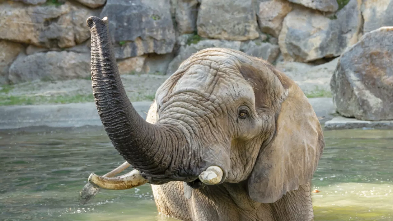 Hitze macht Tieren in Schönbrunn keine Probleme