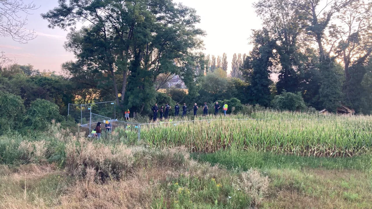 Ostumfahrung Wr. Neustadt: Debatte nach Räumung von Protest-Baumhaus