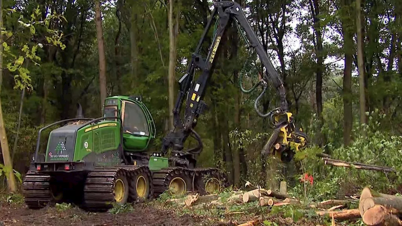 Dominante Amerikaanse eiken gekapt in Loon op Zand om bos te redden