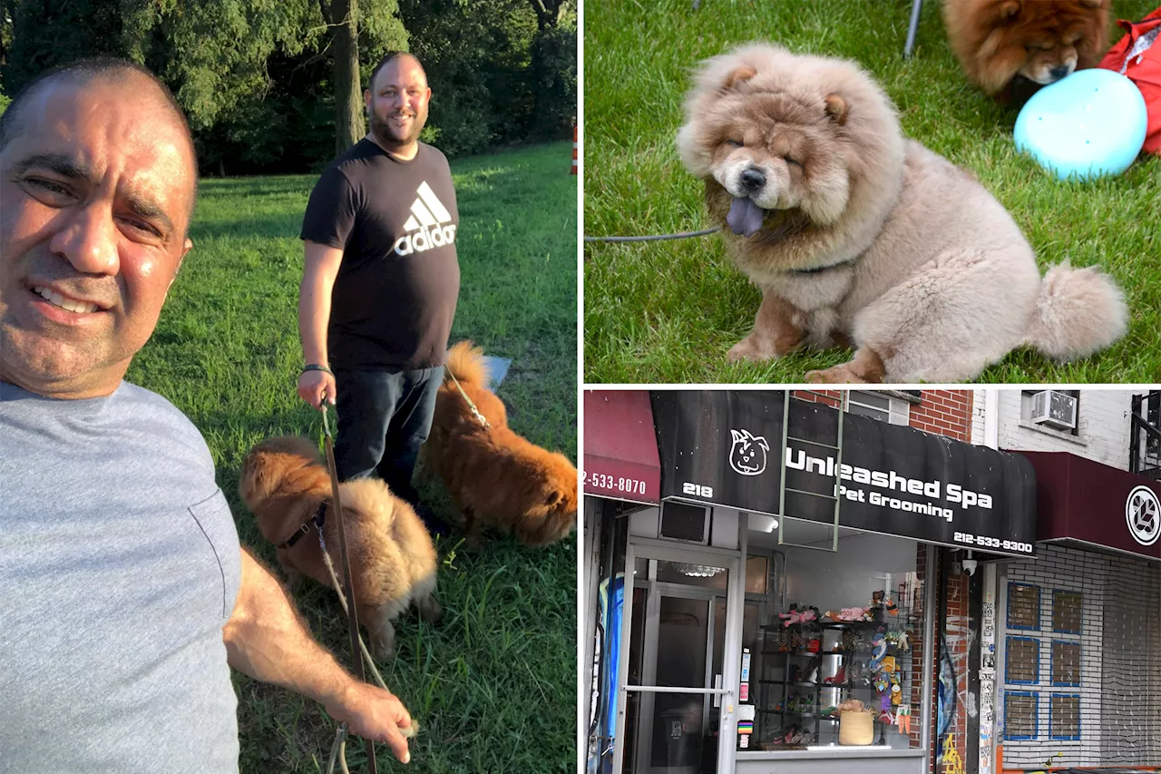 Distraught dog owner claims NYC groomer 'fried' their beloved Chow Chow's brain: suit