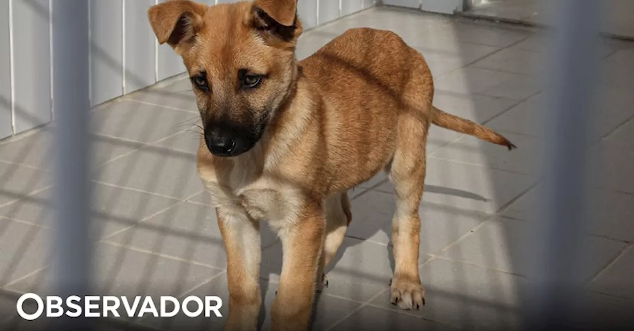 PSP identifica mais de 1.200 pessoas por abandono de animais desde 2015