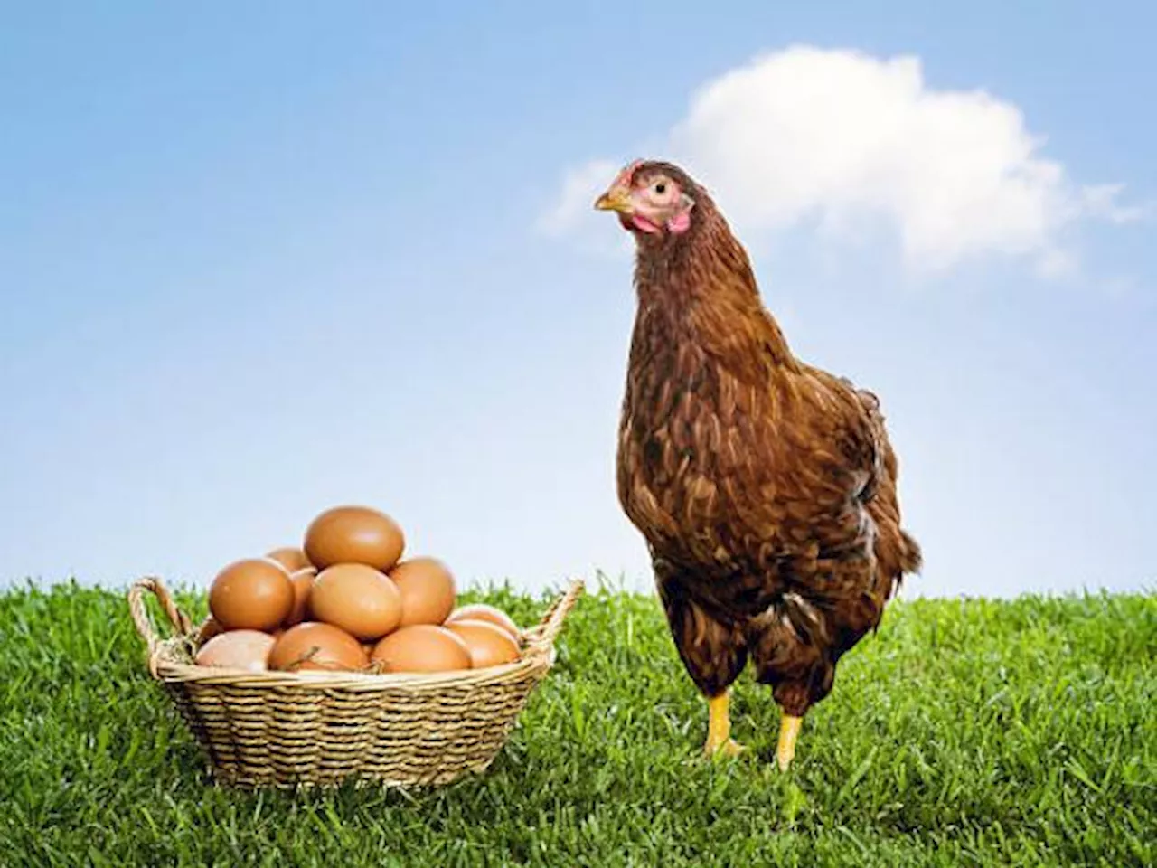 Gallina ¿fue Primero El Huevo O La Gallina Esta Es La Respuesta De La