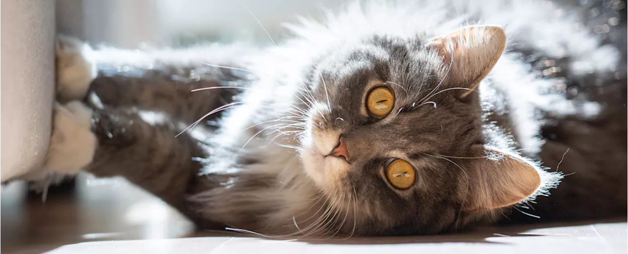 Study Reveals Hidden Reasons Cats Scratch Furniture, And How to Stop Them