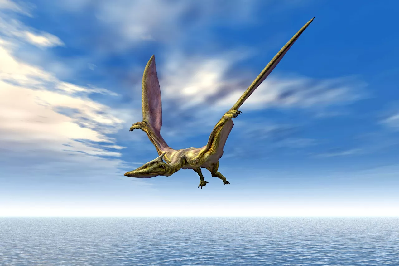 Solving the Mystery of Pterosaur Flight: Four-Limb Launch Confirmed