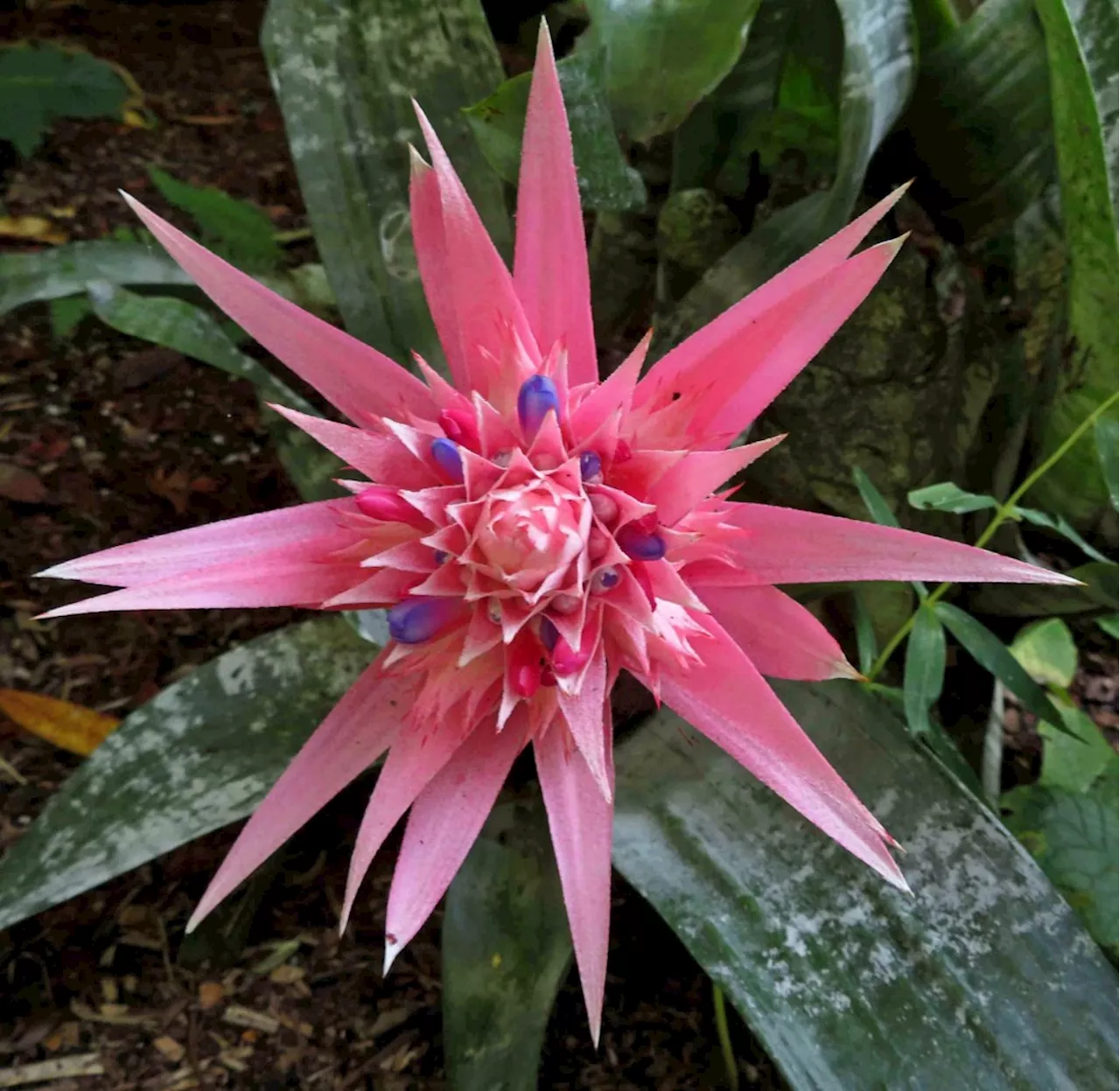 These plants wait their whole lives to bloom just once