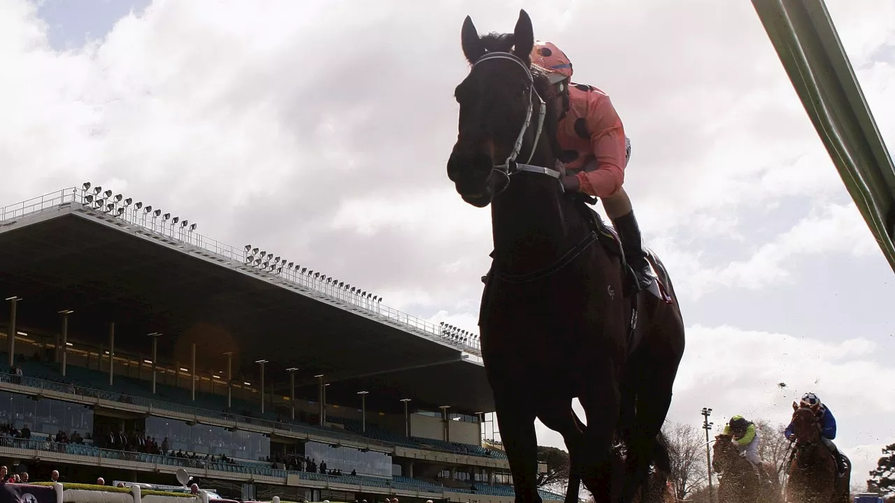 Legendary undefeated racehorse Black Caviar dies