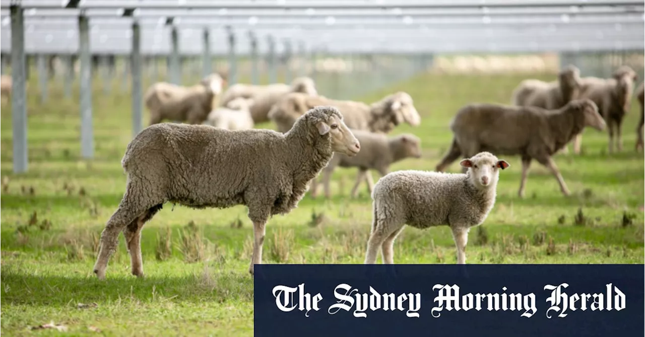 ‘It’s beneficial for the sheep’: The surprising ‘win-win’ for solar panels on farms