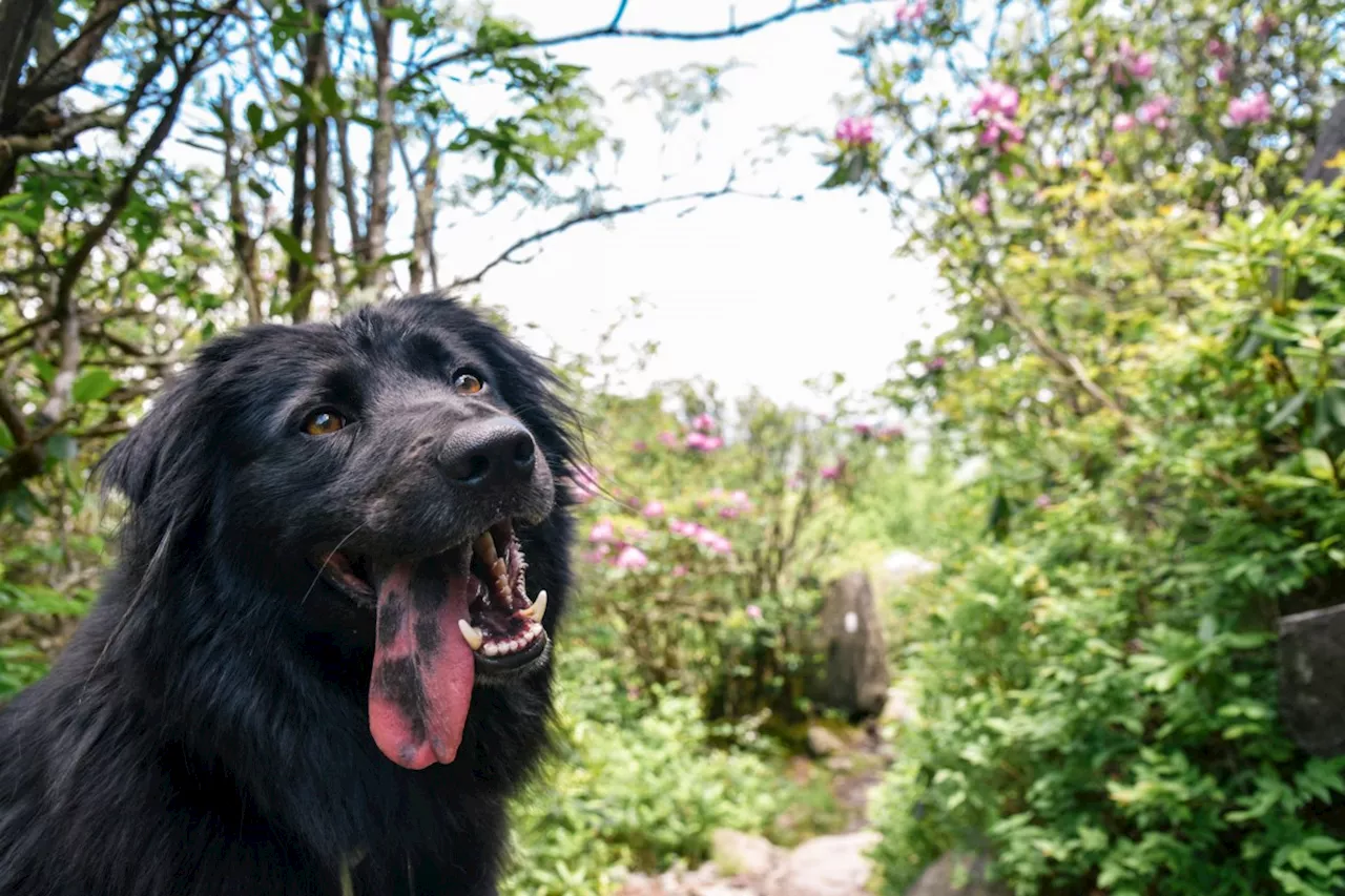 10 Hikes in Ontario that are great for dogs