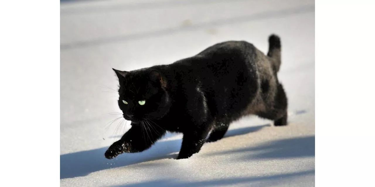 L’éphéméride du 17 août : aujourd’hui, c’est la journée internationale du chat noir !