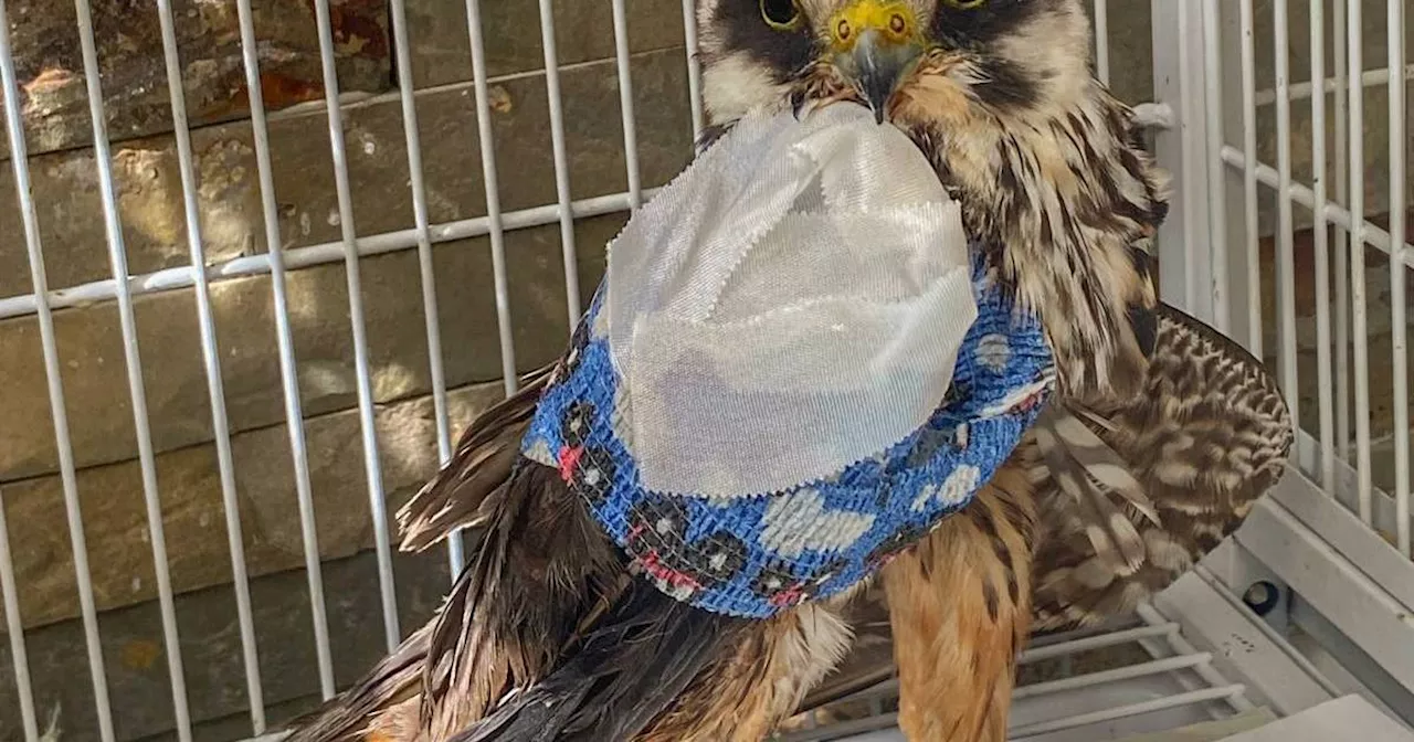 Saarbrücken: Tiernotruf Saarland rettet verletzten Greifvogel