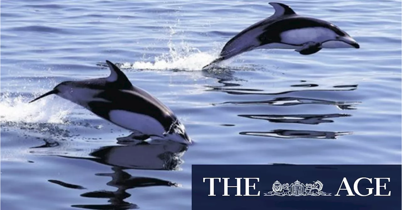 Dolphin attacks spoil summer along stretch of Japanese beaches