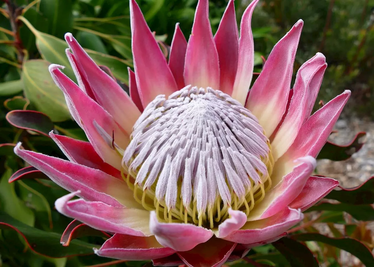 Five must-visit botanical gardens in South Africa