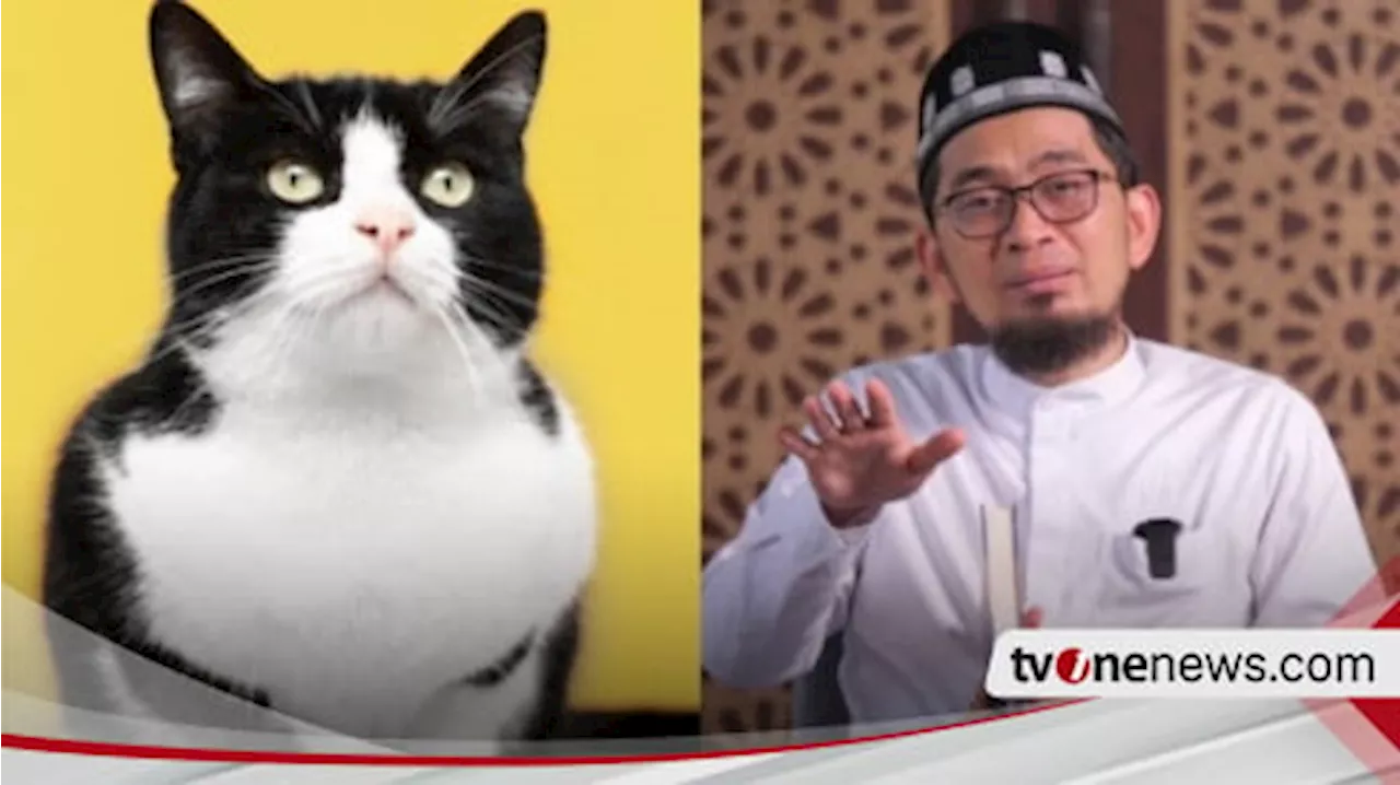 Mulai Sekarang Jangan Keliru saat Pelihara Kucing di Rumah Ada Kesucian, Ustaz Adi Hidayat Ungkap Sebenarnya...