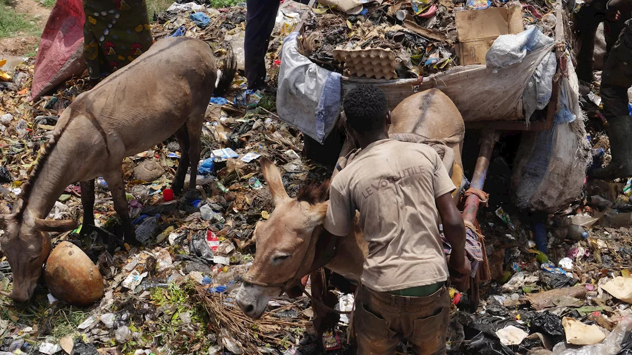 The trash in Mali's capital is piling up. Donkey carts are coming to help