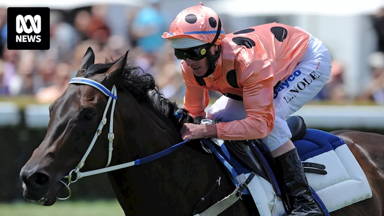 Champion racehorse Black Caviar remembered as an 'absolute demon' with a 'beautiful disposition'