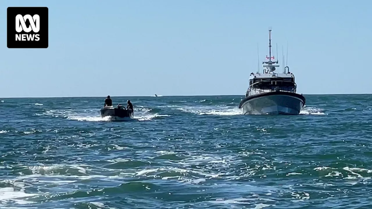 Fisherman slapped across face by whale's tail at Tweed Heads