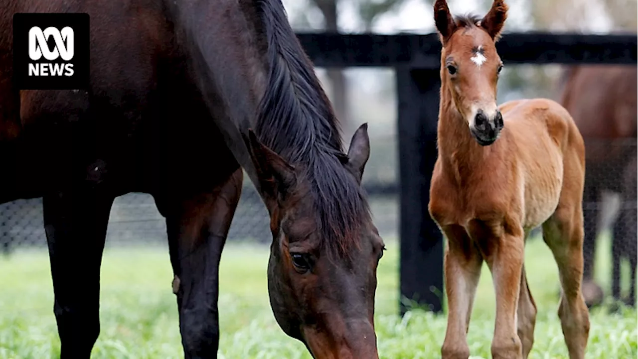 Giving birth to nine foals, Black Caviar's retirement was not the restful experience many of us assumed it would be