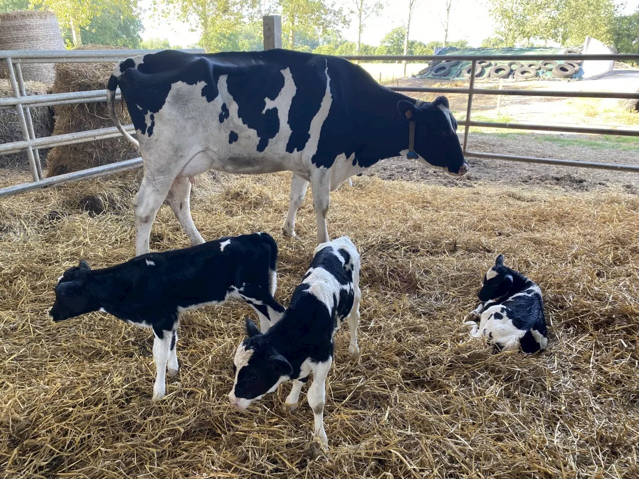 Dans l'Orne, une vache donne naissance à des triplés : 'C'est vraiment exceptionnel'