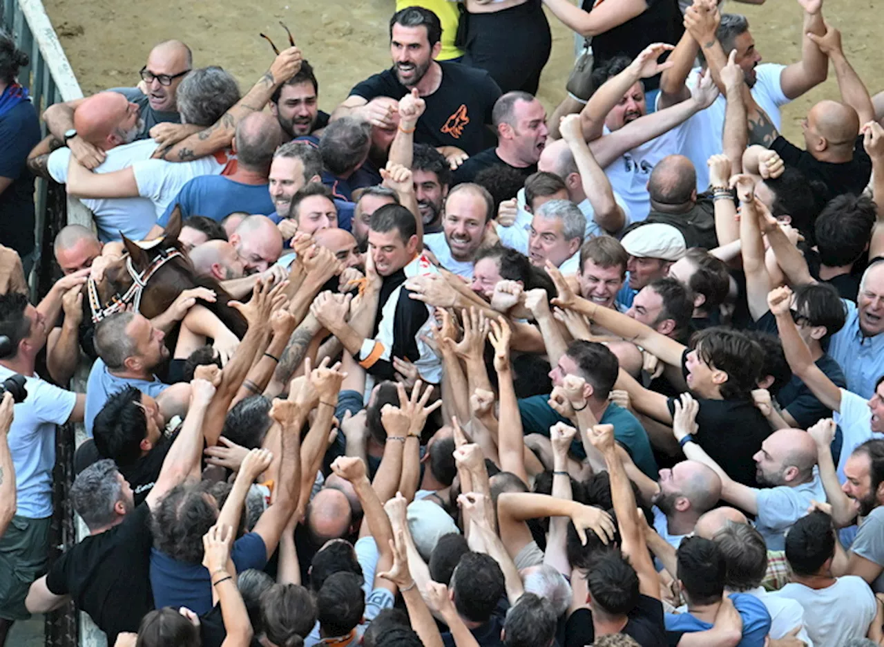 Lupa domina Palio Siena, impresa di Velluto su Benitos