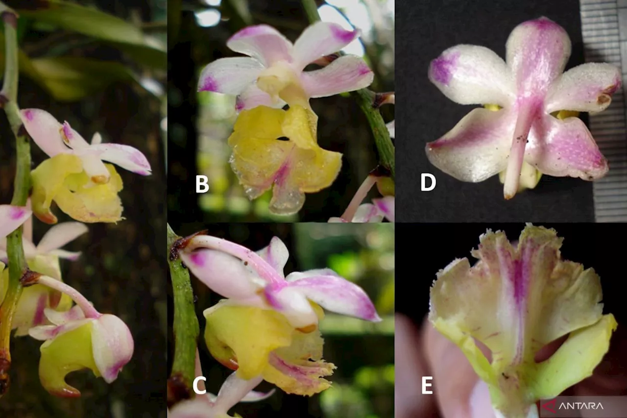 Peneliti BRIN temukan anggrek spesies baru endemik Indonesia