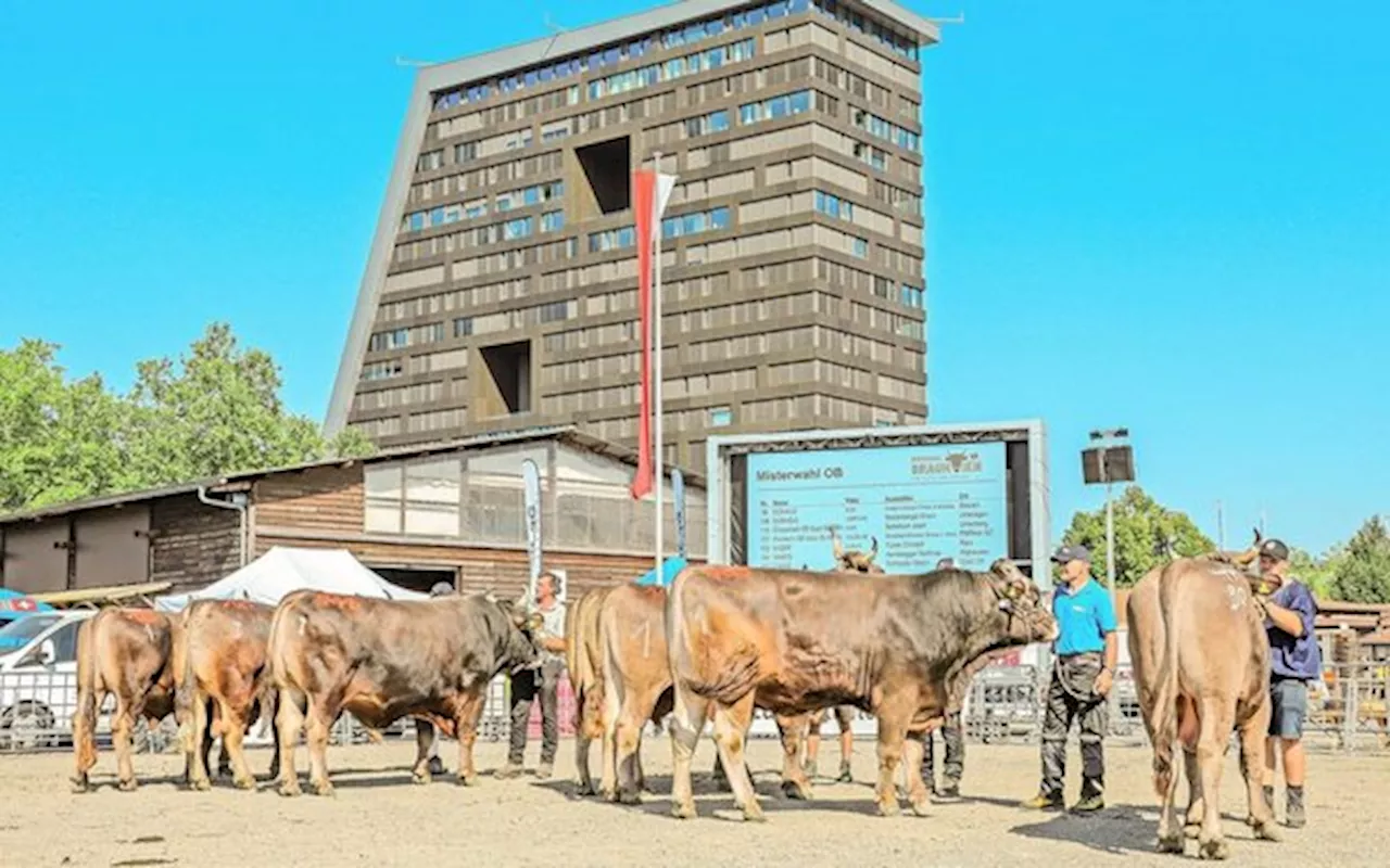 Zuger Stierenmarkt: Die Stiere im Rampenlicht